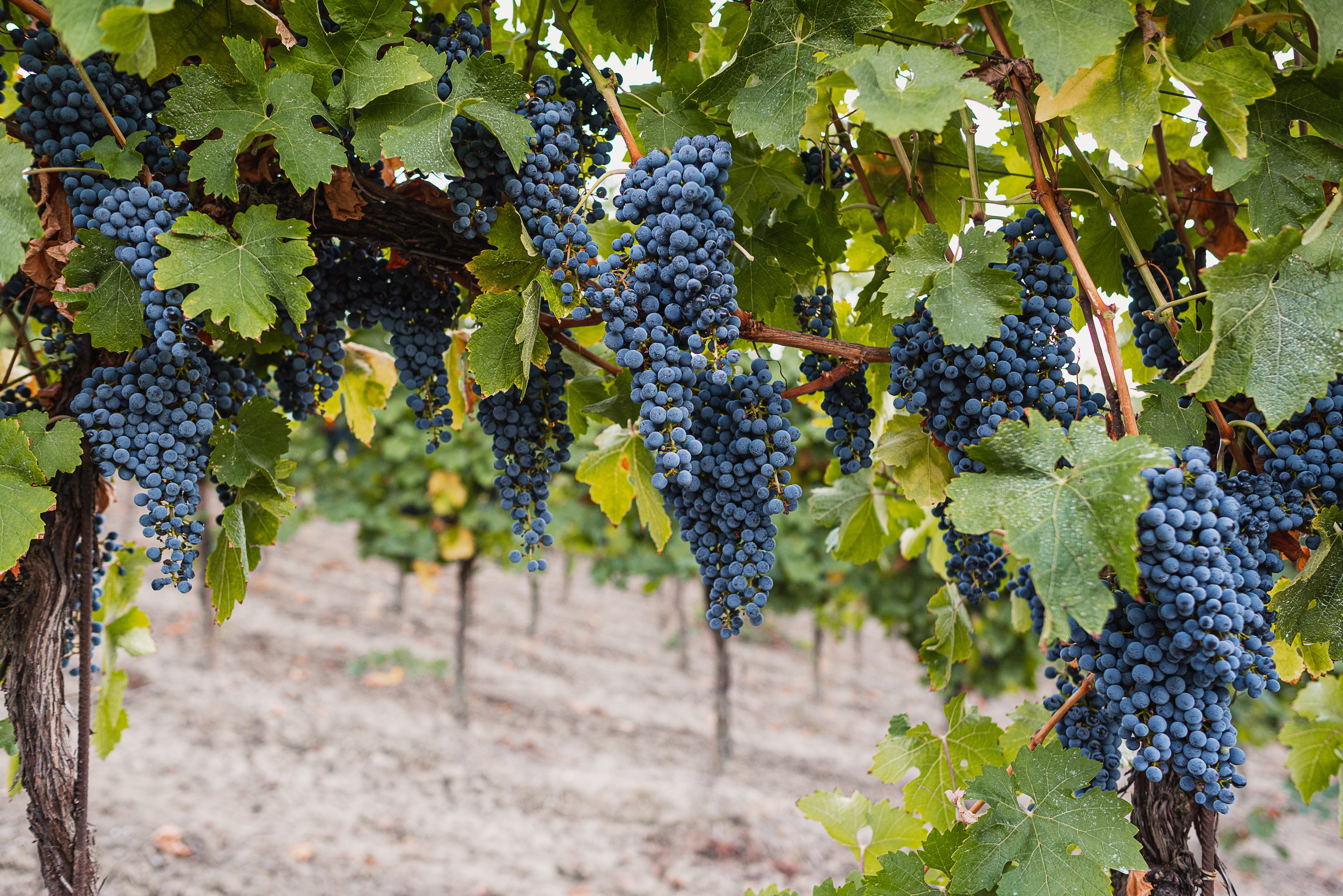 sangiovese 2
